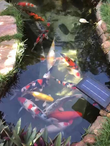 Carpas Koi Nishikigoi Coloridas 20cm Peixe Aquário Lago