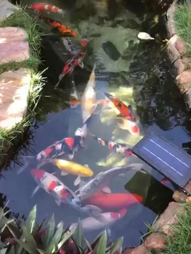 comprar Carpas Koi Nishikigoi Coloridas 20cm Peixe Aquário Lago