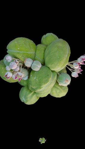 25 Semillas Frescas Calotropis Procera Manzana De Sodoma (Usado)