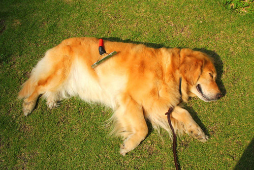 Ol Cks Peine Para Mascotas, Rastrillo Extra Grande, Cepillo