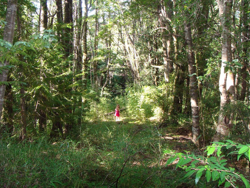 Sitio En Reserva Ecológica Huilo Huilo