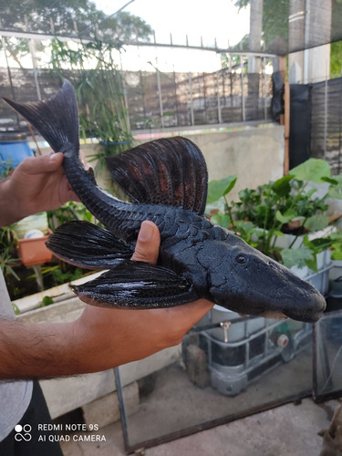 Vieja Del Agua, Pleco, Acuaros En Casa (Usado)