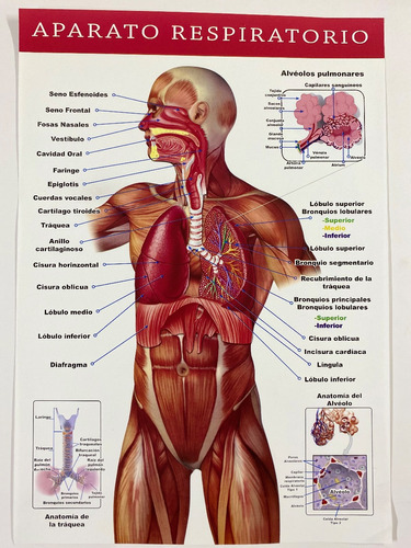 Cuerpo Humano ( Cromo 28x40 ) Modelo 1