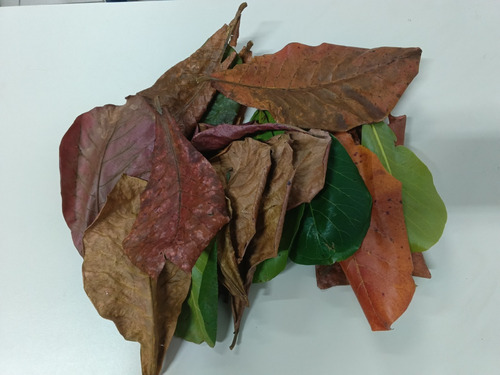 Hojas De Almendro Indio (terminalia Catappa) Para Acuarios