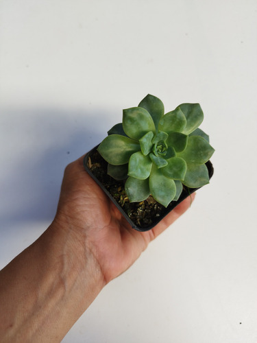 Suculentas Plantas Pequeñas Maceta 7cm X 7cm