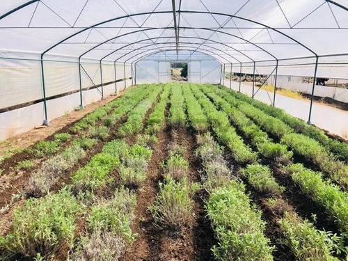 Inversión Agroindustrial Lista Para Operar | 1 Hectárea T...