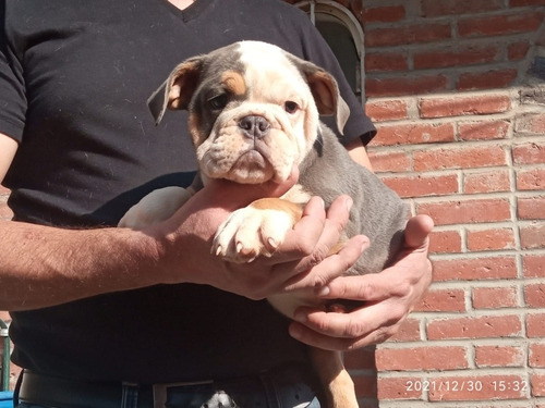 Imagen 4 de 9 de Bulldog Ingles