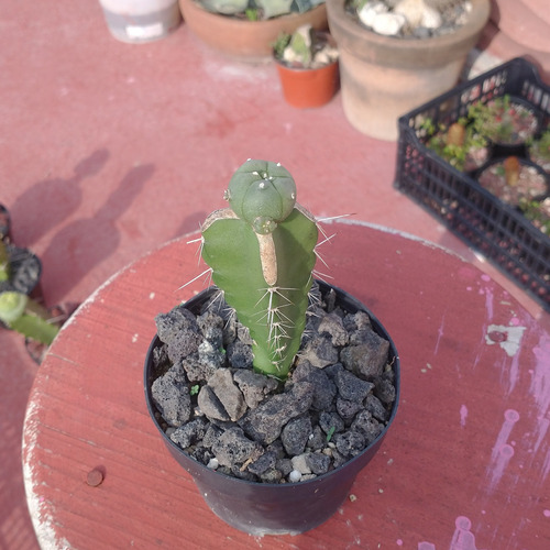 Cactus De Colección Willian Si Injertado Pequeño