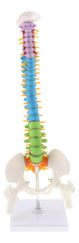 Modelo Detallado De Columna Vertebral Humana Flexible De 45