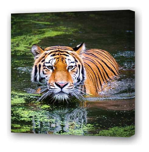 Cuadro 60x60cm Felinos Tigre Selva Rio Nadando Selva