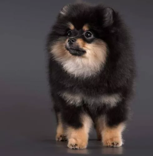 Lulu Da Pomerania Black And Tan