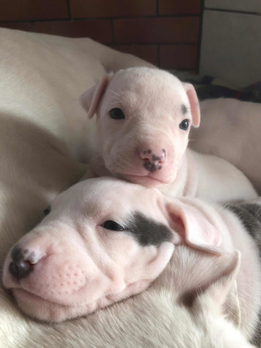 Filhotes De Dogo Argentino