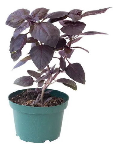 1000 Semillas De Albahaca Morada Hortalizas