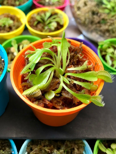 Planta Carnivora Venus Atrapamoscas En Musgo Sphagnum Matera