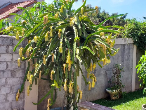 Imagem 26 de 30 de Chácara À Venda Em Mairiporã Sp - 0198 - 34968779