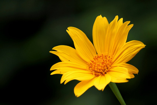 Imagem 7 de 8 de Girassol De Árvore - Mãos De Deus - Tithonia Flor Sementes