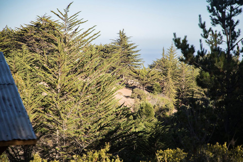 Bosque Nativo Y Mar