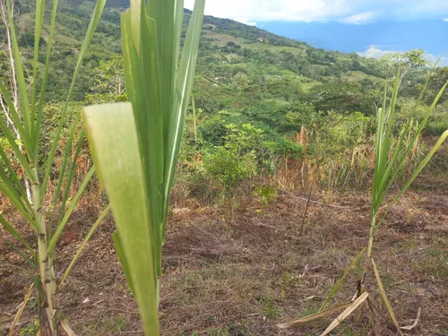 Venta De Lote En Villeta, Vereda Cune