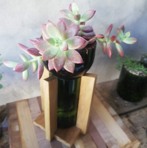 Suculenta Little Plant 24 Con Soporte, Maceta Autorregante