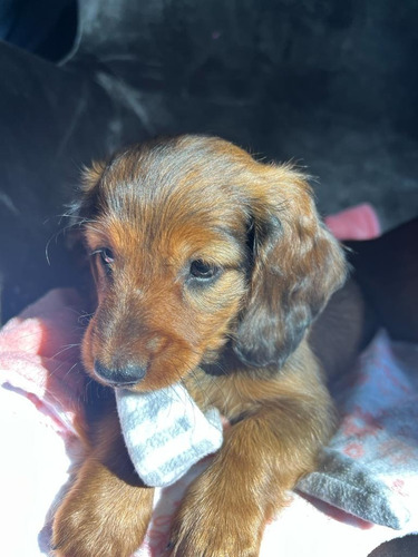 Imagen 4 de 7 de Perros Salchicha De Pelo Largo
