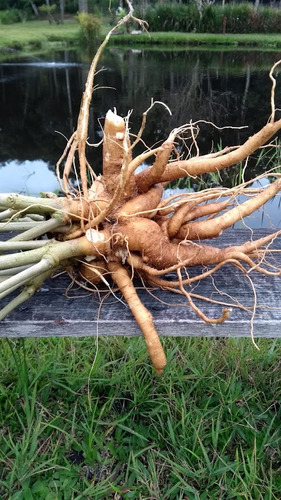 2 Mudas De Ginseng Pfaffia Glomerata Orgânica