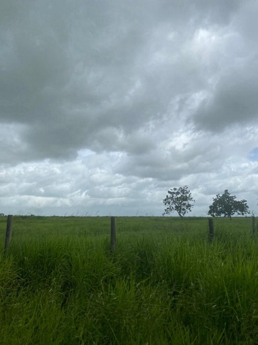 Imagen 6 de 17 de Se Vende Finca En Caicarita Estado Monagas Ve02-1095mced-mtru