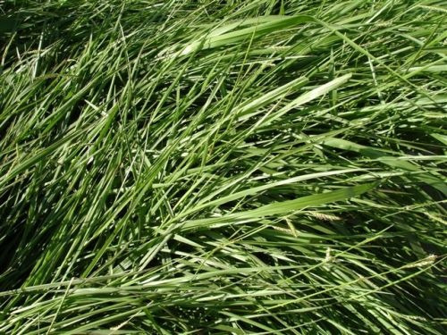 Sementes 20kg Brachiaria Humidicula Dictioneura Llanero