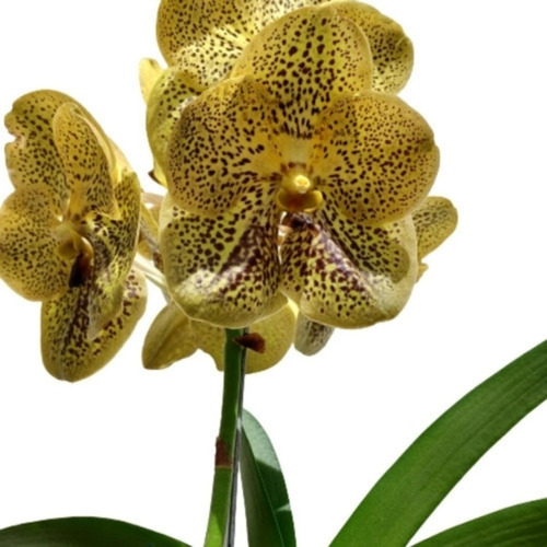 Orquídea Vanda Kriengkrai Yellow X V. Varut Leopard Adulta