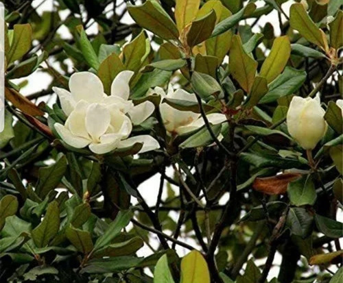 Magnolia Grandiflora De Flor Grande - Naturaleza Activa | MercadoLibre