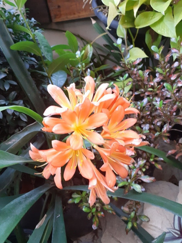 Imagen 2 de 5 de Clivia 3lts