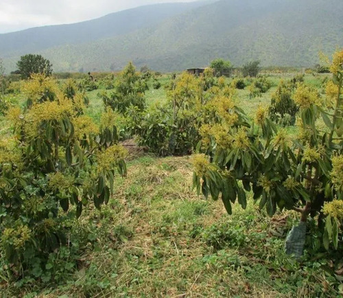 Parcela En Venta En La Ligua
