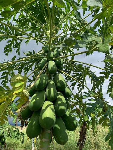 2000 Semillas De Papaya Red Maradol F1 Hibrida Certificada