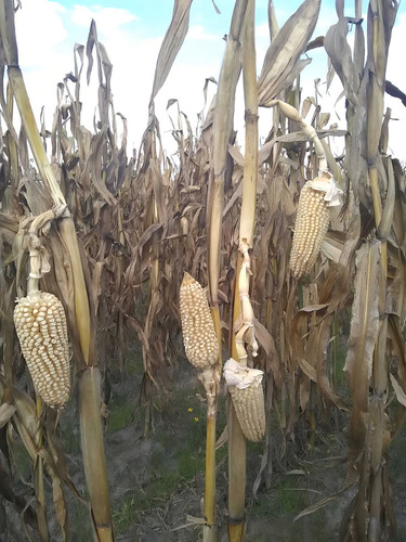Semilla Hibrida De Maiz Para Vallés Altos