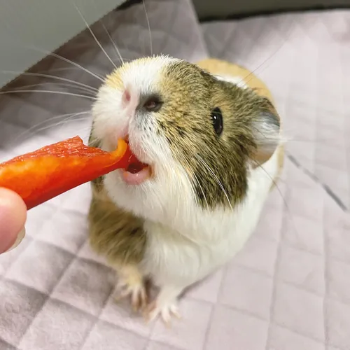 Guineadad Forro Prémium Ropa De Cama De Vellón De Con.