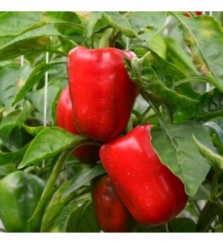 20 Mudas De Pimentão Vermelho Híbrído - Alta Qualidade