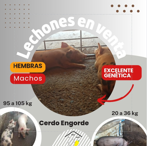 Lechónes Y Cerdo Para Engorde 