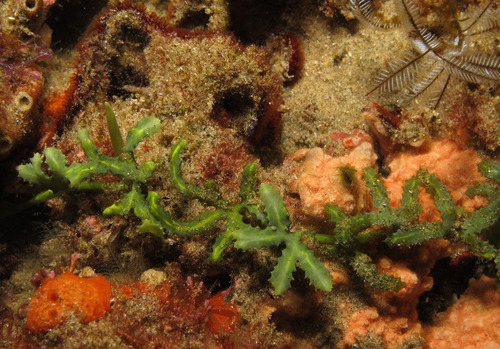 Alga Marina Caulerpa Serrulata