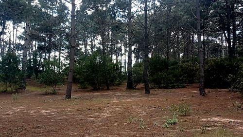 Venta Lotes Arroyo El Potrero- Punta Ballena (ref: Atm-2416)