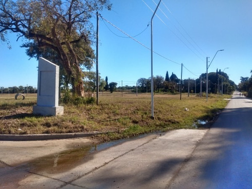 Lapachos Iii