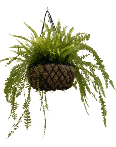 comprar Samambaia Americana Pendente Jardim Linda Muda Cheia