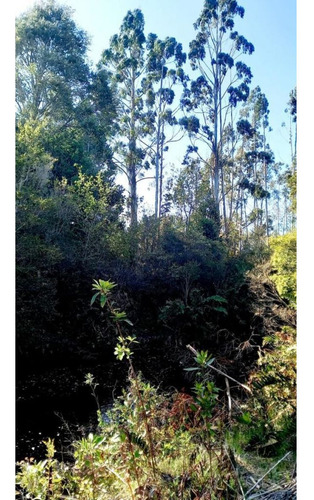 Alerce Parcela 5000 M2 Conlinda Con Estero Rio Negro