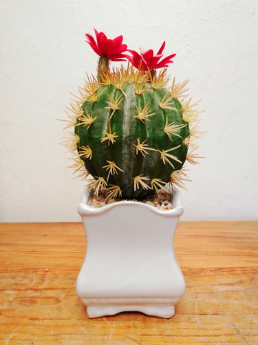 Exquisito Cactus Artificial Suculenta Planta Decorativa