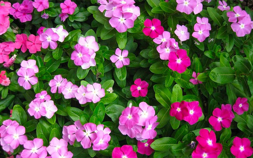 Combo 6 Mudas Flores Diversas Lavanda,vinca, 11 Horas,coleus