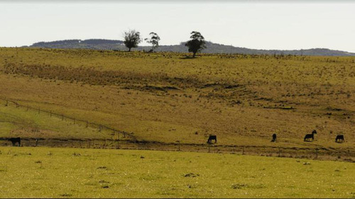 Campo | Garzon