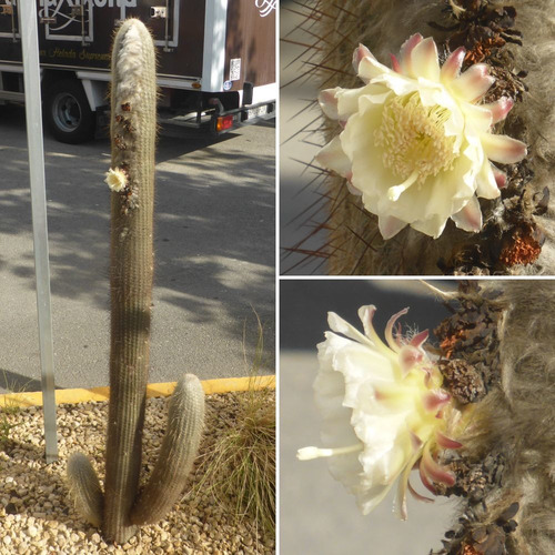 Cactus Exótico, Viejito De Perú. Espostoa Lanata