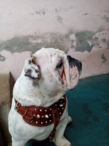 Bulldog Inglés Macho 11 Cachorro 11 Meses, Todas Las Vacunas