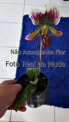 Mudas De Orquídeas Sapatinho (paphiopedilum Leeanum) Adultas | MercadoLivre