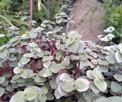 Planta Colgante Tapizante Pilea Glauca