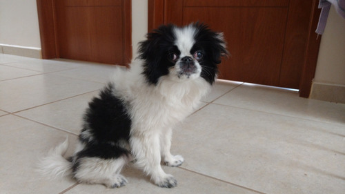 Chin Japones Hembra Excelente Cachorra. (Usado)