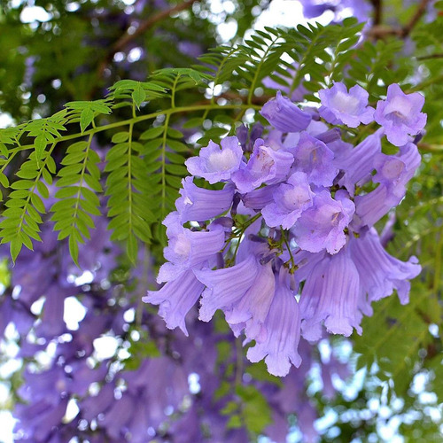 Kit 5 Mudas De Jacarandá Mimoso